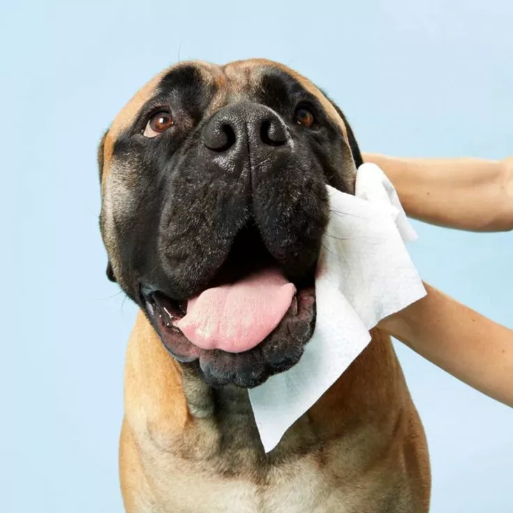 Salviette per animali domestici economici