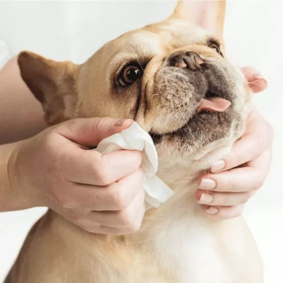 Salviette per animali domestici per i cani